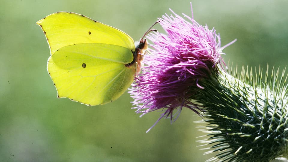 Ein gelber Schmetterling bei einer violetten Blume.