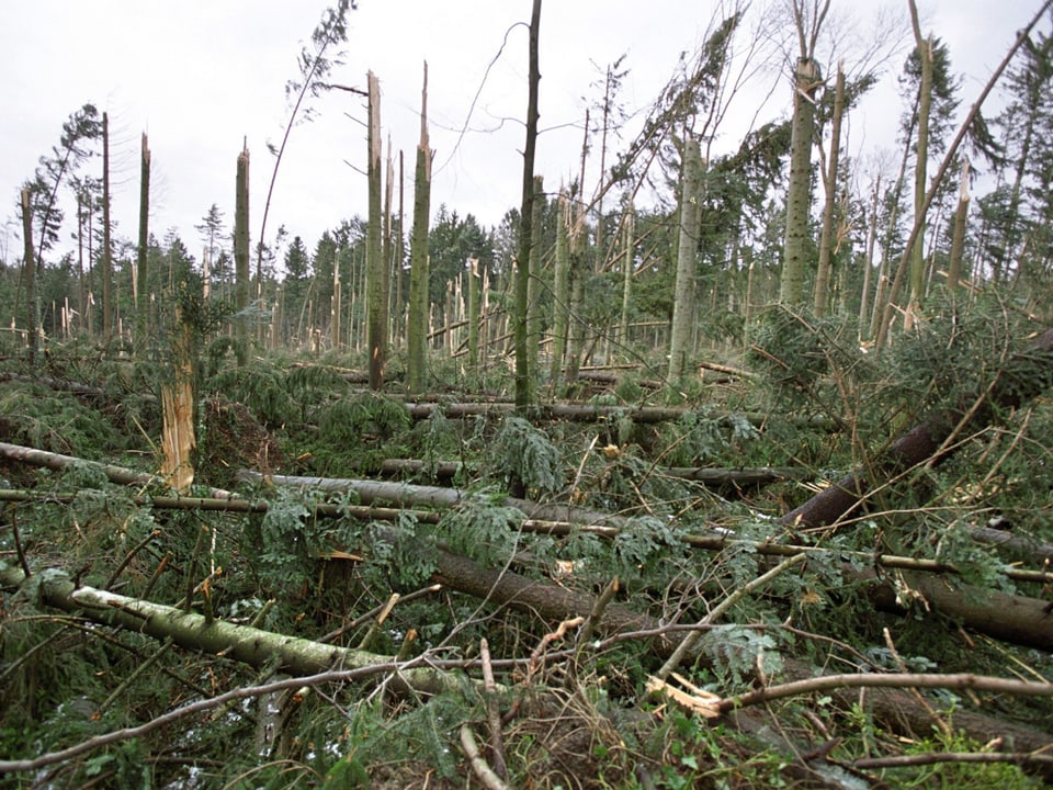 Ein grosses Waldstück wurde durch die Wirkung von Sturm Lothar verwüstet.