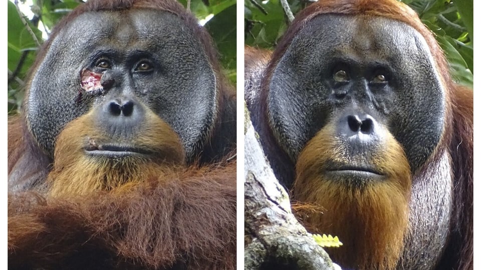 Nahaufnahmen eines Orang-Utans vor und nach einer Verletzung im Gesicht
