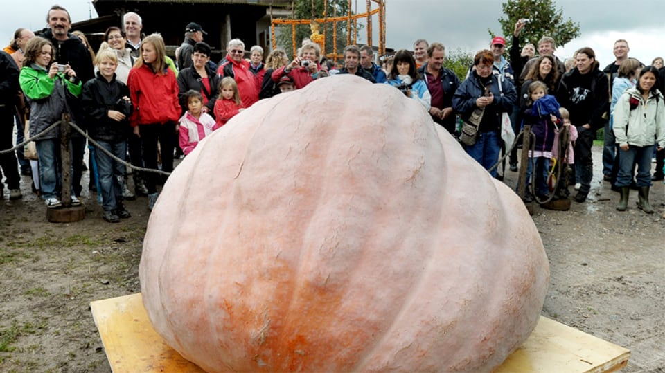 Die Kürbis-Saison lockt zahlreiche Besucher auf die «Jucker Farm».