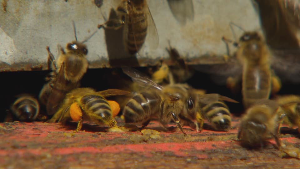 Biene mit Pollen-Höschen.