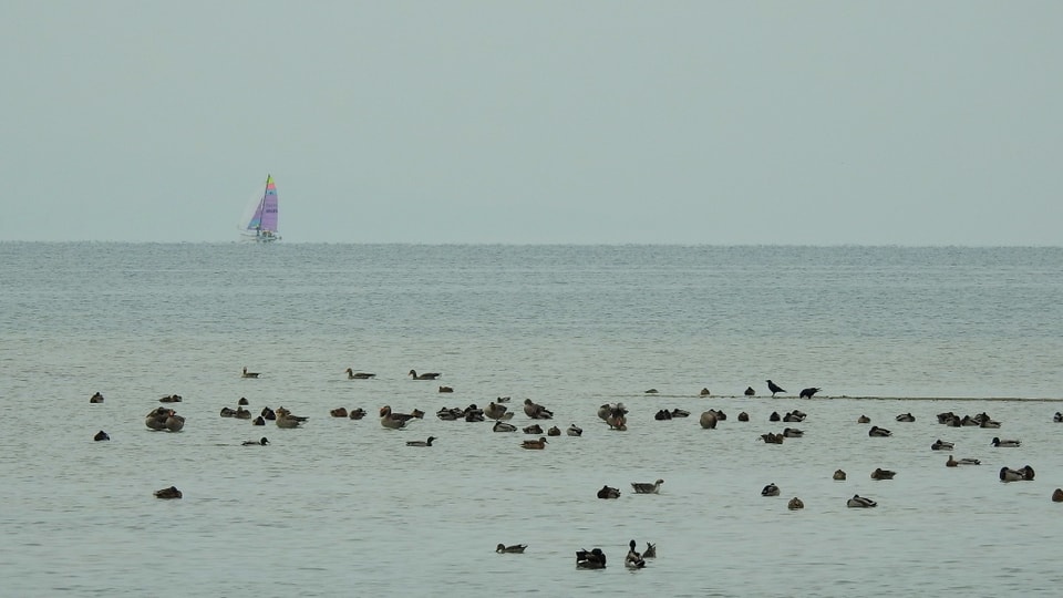 Blick auf den grauen Neuenburgersee mit einem einsamen Segelschiff.