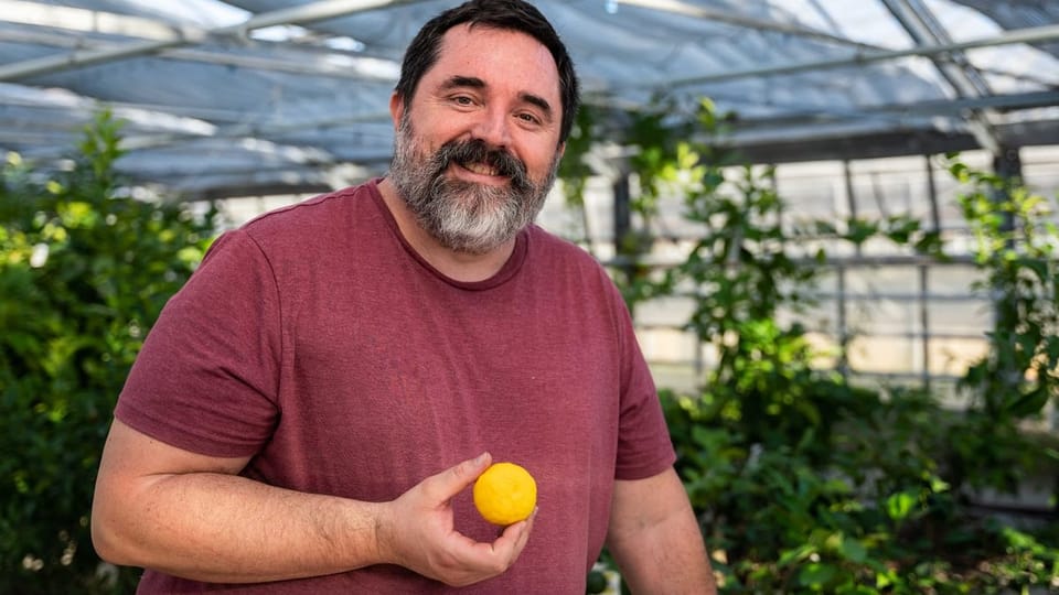 Zitrusbauer Niels Rodin mit einer Yuzu in der Hand.