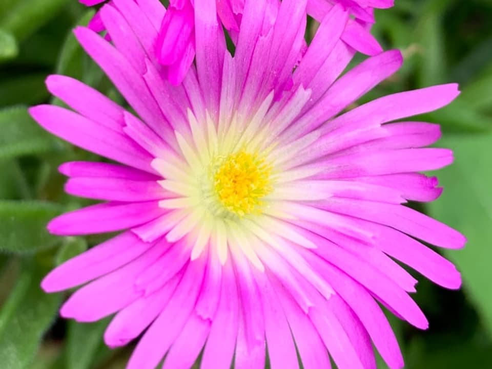 Auf dem Bild ist eine Mittagsblume – eine kleine, pinke Blume – zu sehen.