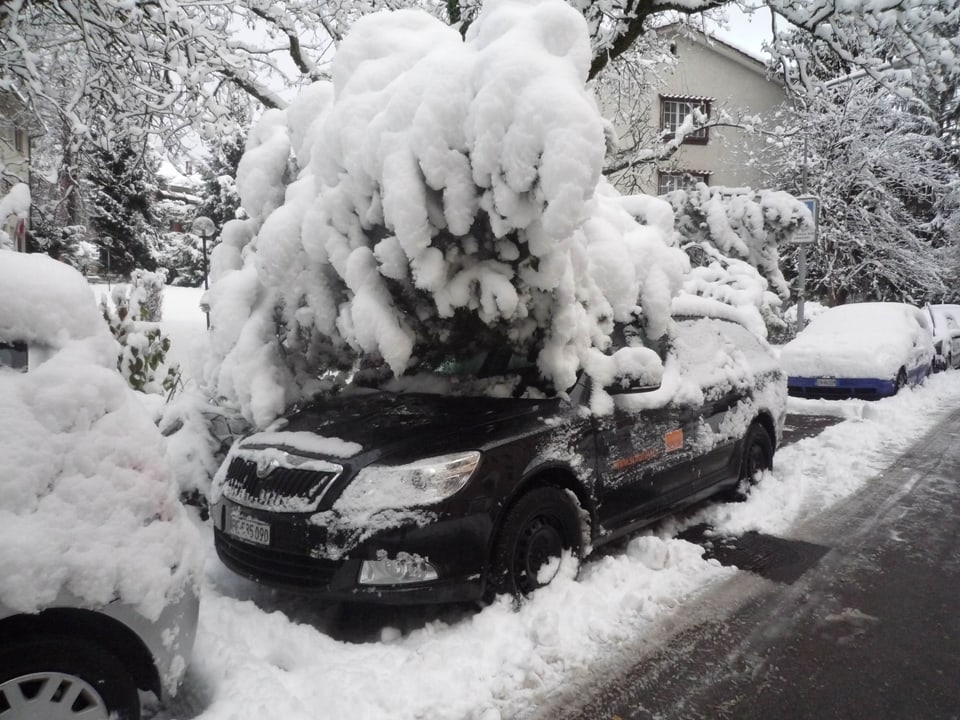 Eine schneebeladene Tanne beugt sich über in parkiertes Auto.