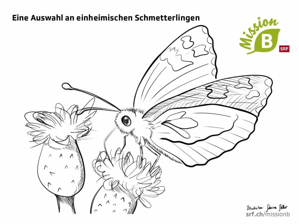 Schmetterlingsillustration zum Ausmalen