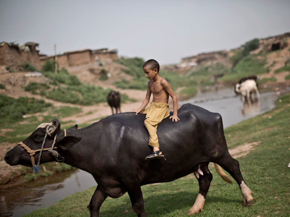 afghanischer Flüchtlingsknabe reitet eine Kuh 