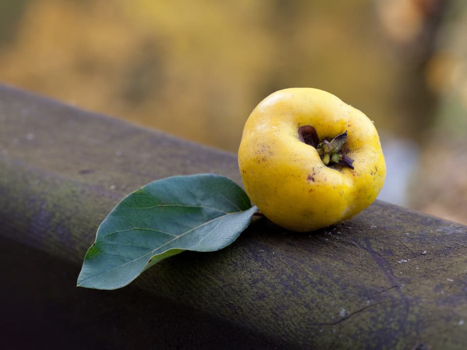 Gelbe Quittenfrucht, eher unförmig als rund liegt auf braunem Holz. Daneben ein grünes Blatt. 