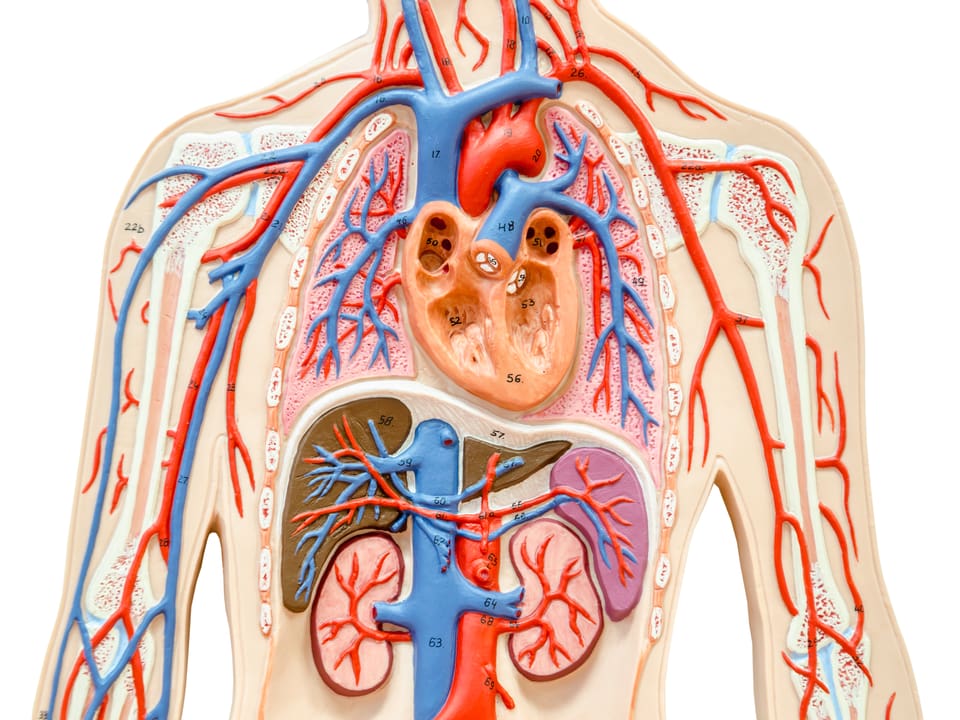 Abbildung der menschlichen Organe