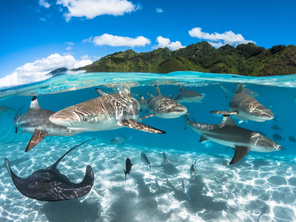 Dritter Preis «Weitwinkel International»: Greg Lecoeur. Der Franzose nahm die Gruppe Haie vor Moorea auf Französisch Polynesien auf – «ein grossartiger Ort für Naturliebhaber». 