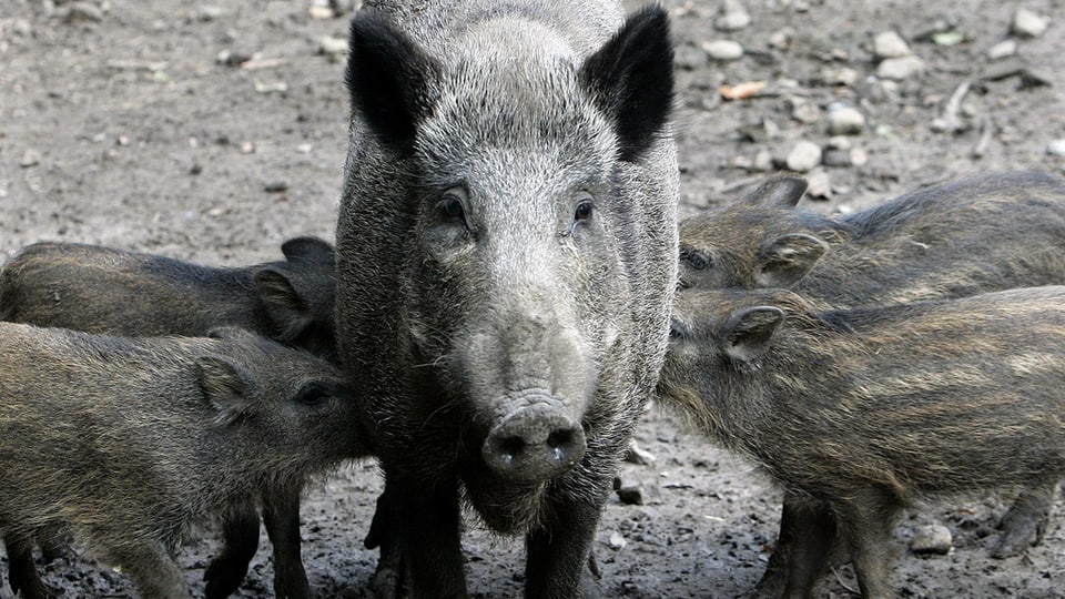 Eine Wildschwein-Mutter mit ihren vier Jungen.