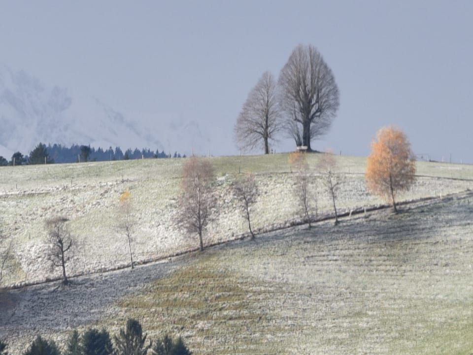 Angezuckerter Hügel mit einzelnen kahlen Bäumen. Die Sonne scheint fahl auf die winterliche Landschaft. 