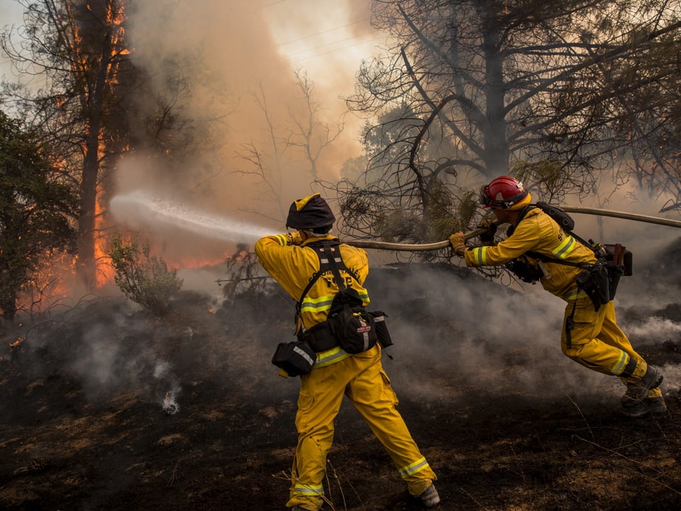 Feuerwehrleute bekämpfen einen Brandherd in einem Waldstück