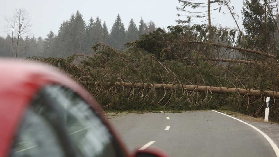 Baum auf einer Strasse.