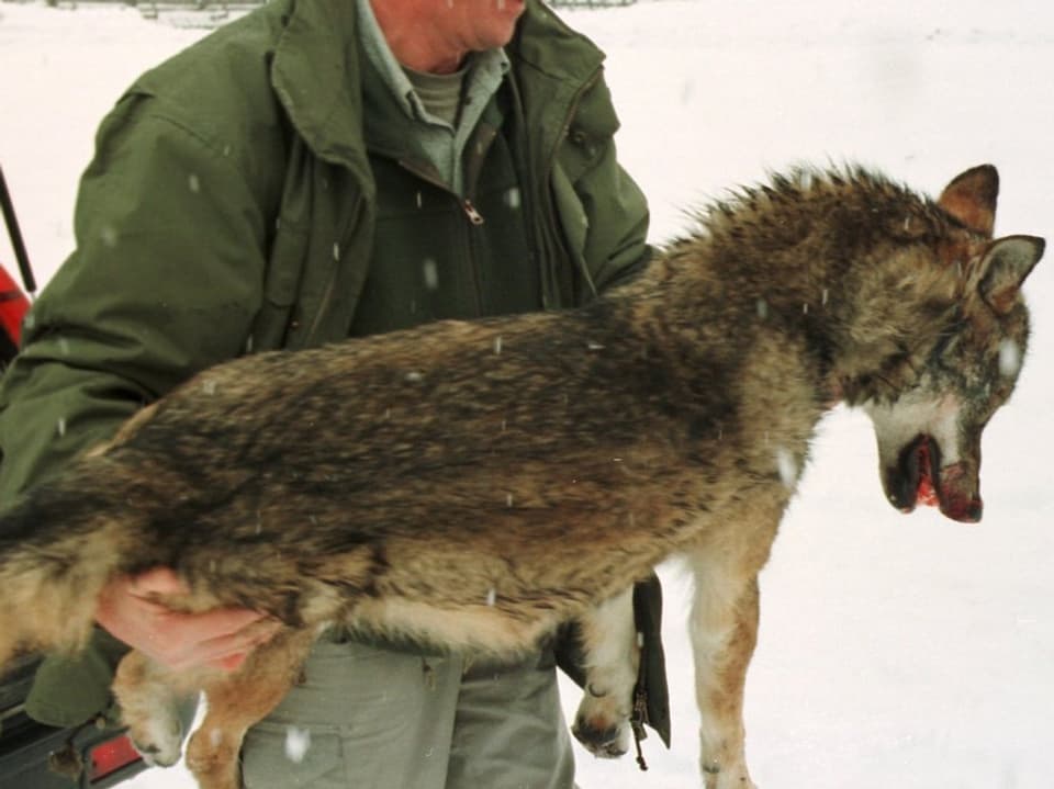 Ein Wildhüter trägt einen toten Wolf auf den Armen.