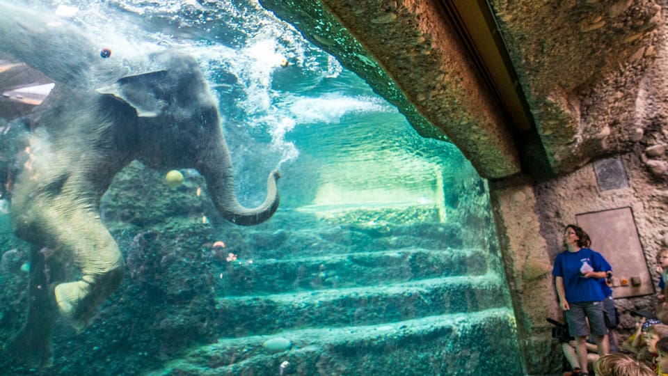 Durch ein Fenster sieht man in ein Wasserbecken, in dem ein Elefant schwimmt.