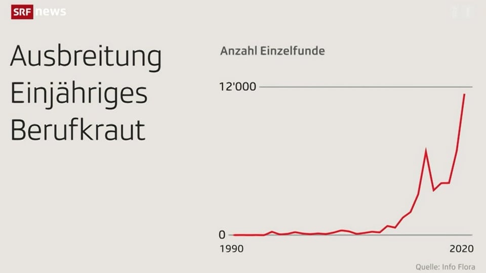 Statistik zu den Funden des Einjährigen Berufkraut