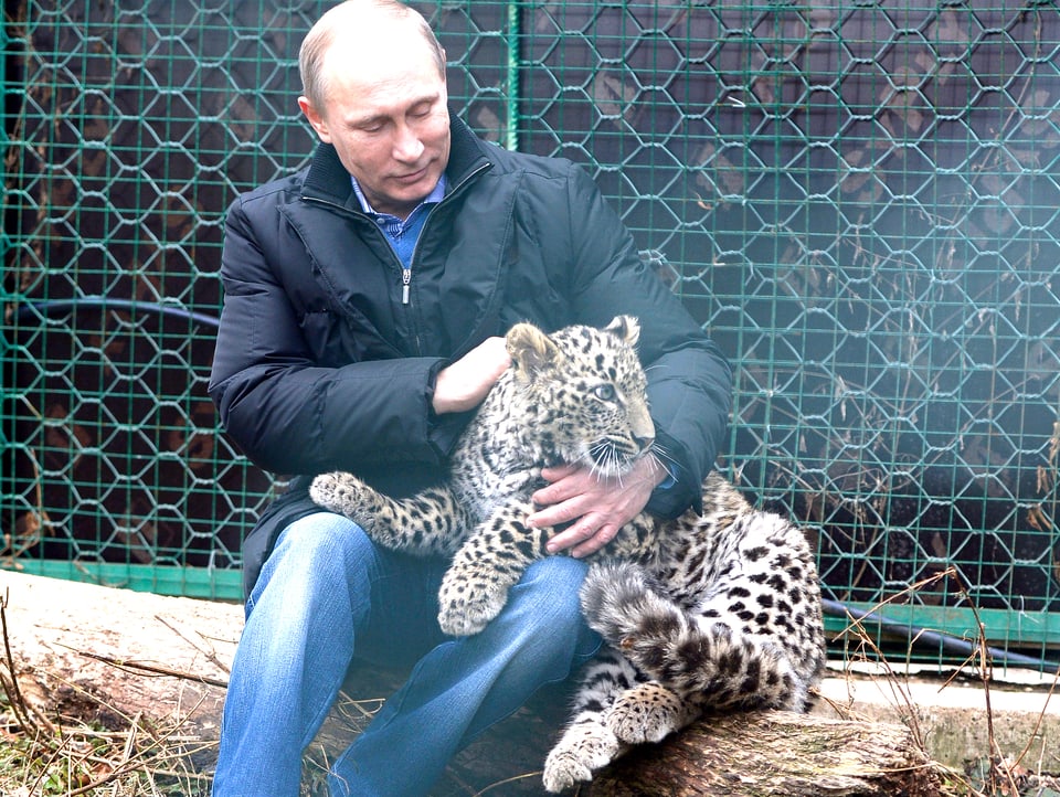 Putin streichelt einen Leoparden, der auf seinen Knien liegt (4.2.14).