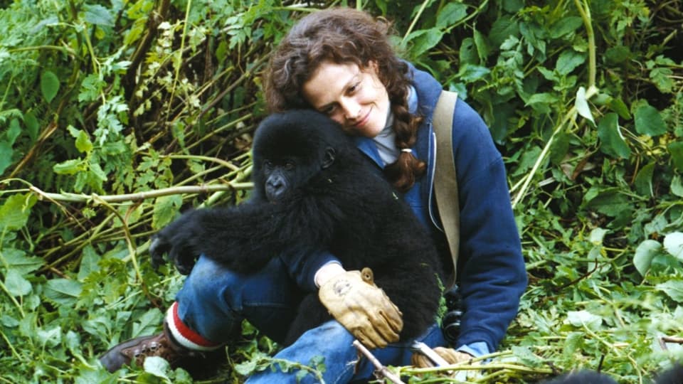 Schauspielerin Sigourney Weaver schmust in einer Drehpause mit einem jungen Gorilla.