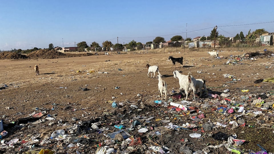 Ziegen bei einem Abfallplatz in der Nähe einer Wohnsiedlung