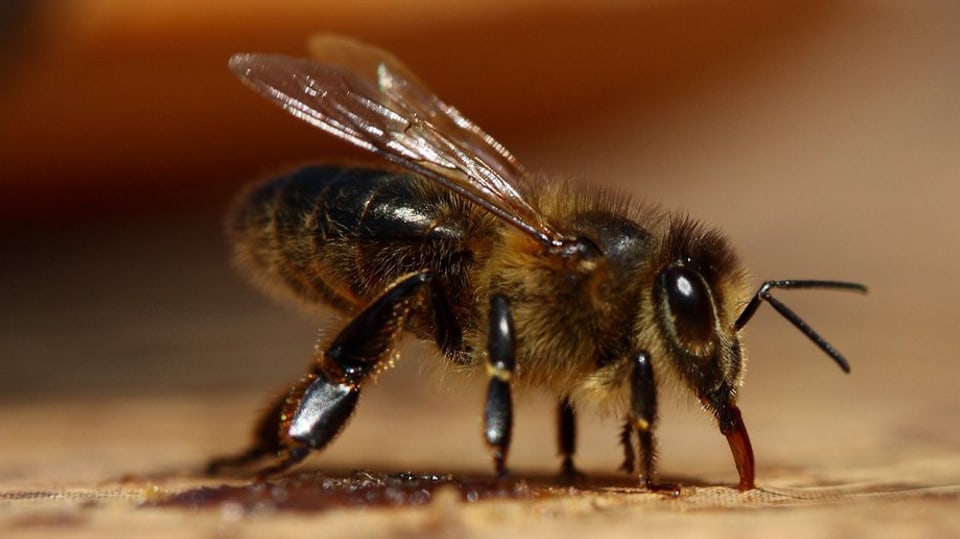 Eine Biene in Grossaufnahme