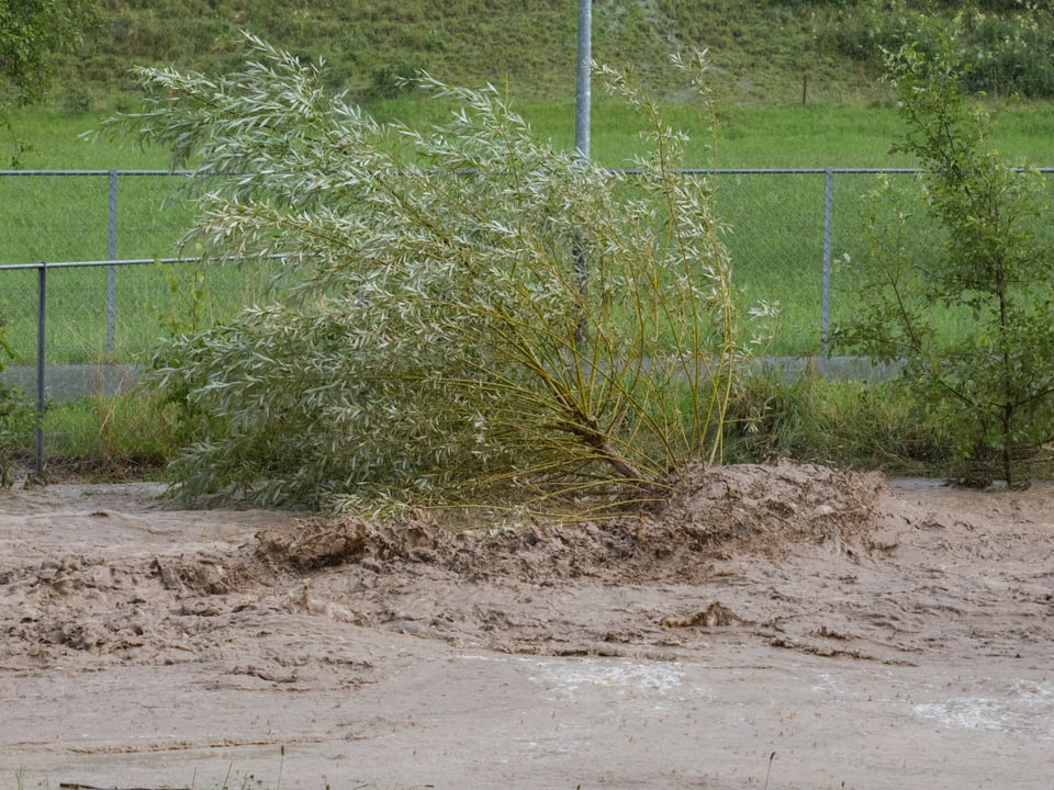 Wiese und Sträucher werden vom braunen Wasser des Bachs überflutet. Die Brühe nimmt das halbe Bild ein. 