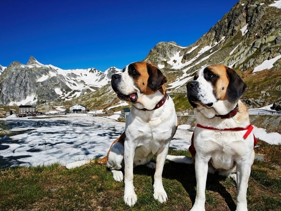 Zwei Bernhardinerhunde vor dem See auf dem Grossen Sankt Bernhardpass.