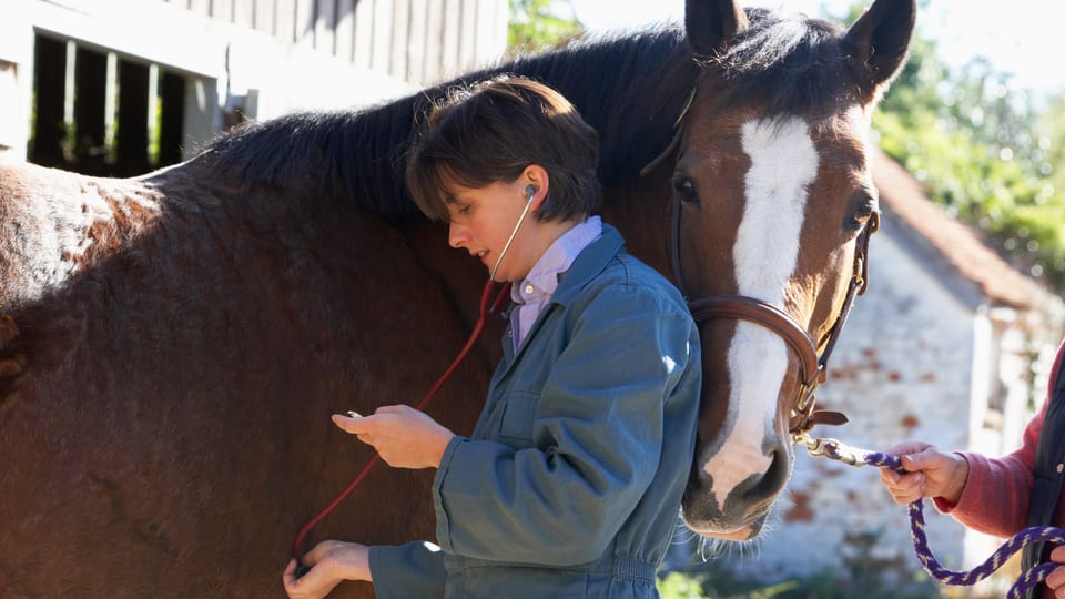 Tierarzt behandelt Pferd.