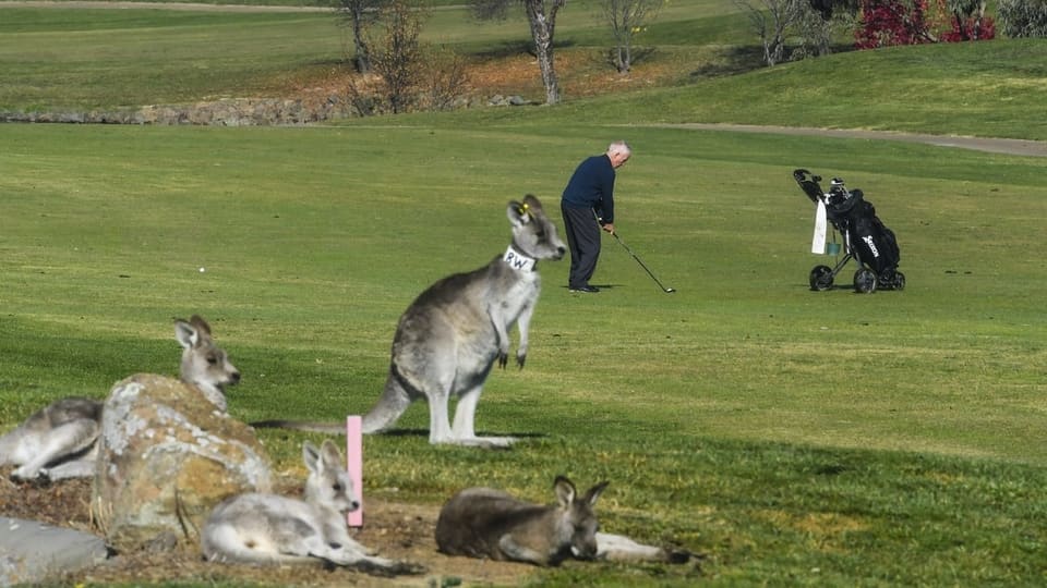 Kängurus auf Golfplatz.