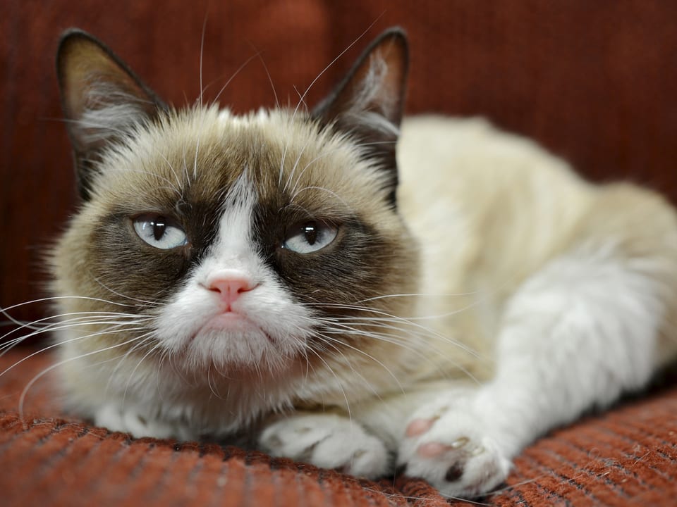 Nahaufnahme der «Grumpy Cat»