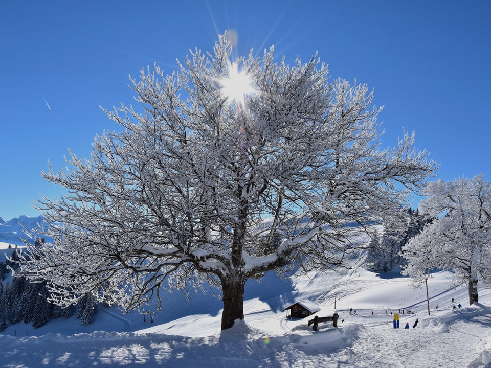 Schneebedeckter Baum im Sonnenschein.