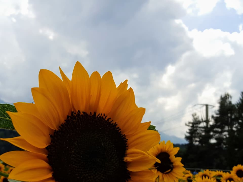 Eine Sonnenblume, hinten Wolken.