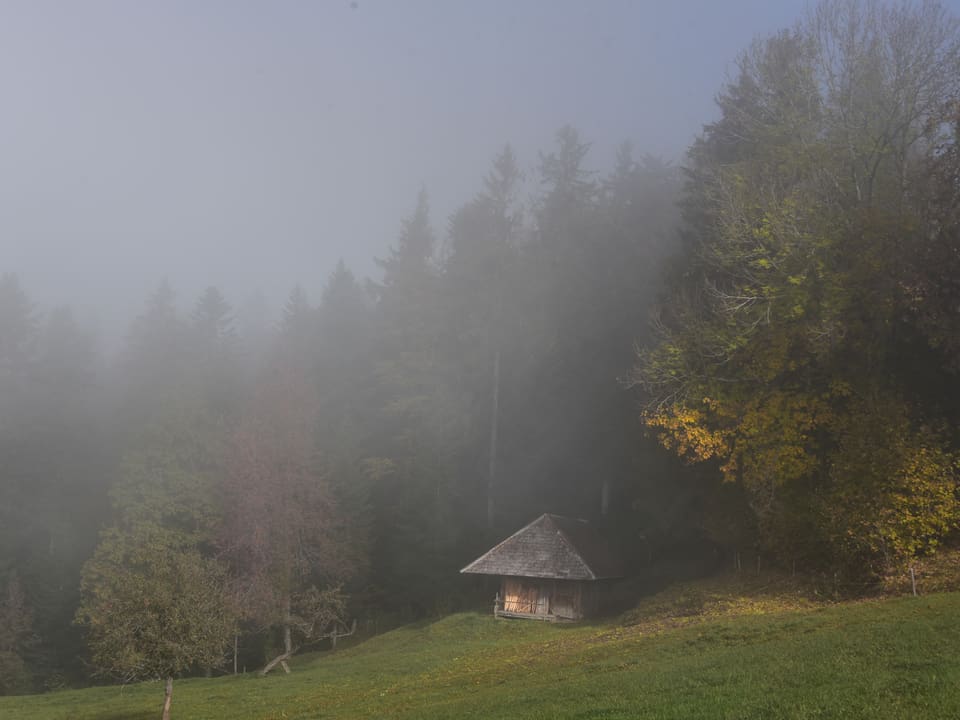 Nebel über kleiner Hütte am Waldrand.