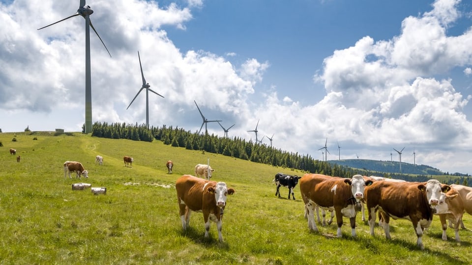 Windräder im Hintergrund, Kühe auf einer Weide im Vordergrund