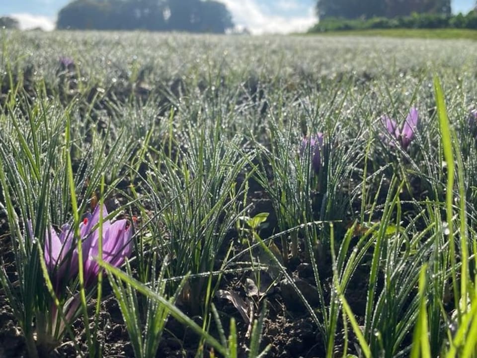 Ein Feld mit violetten Safranblüten.