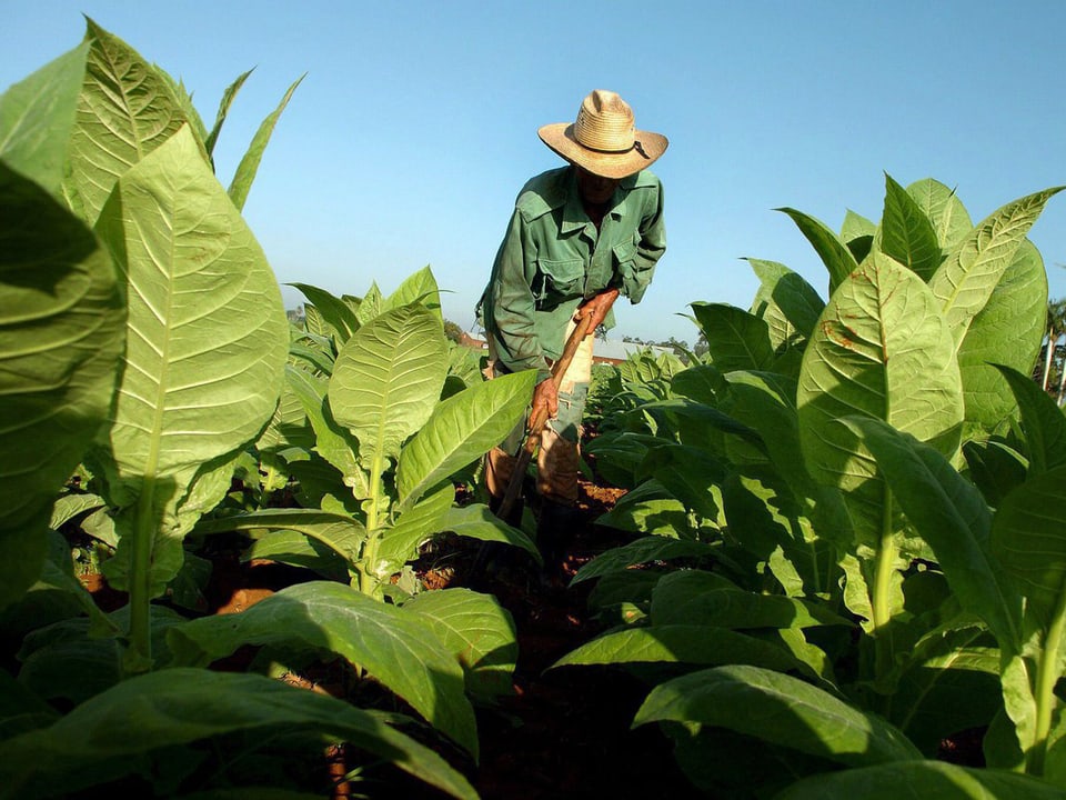 Ein Bauer erntet Tabakpflanzen auf einem Feld in Kuba.