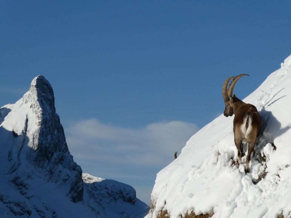 Schneeberge mit Steinbock rechts bei sonnigem Wetter