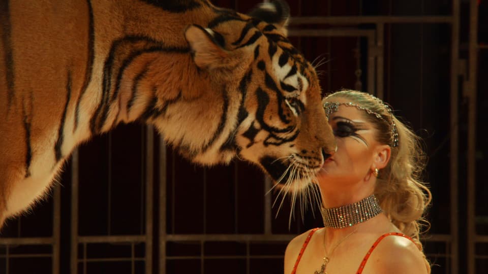 Eine Dompteurin küsst einen Tiger.