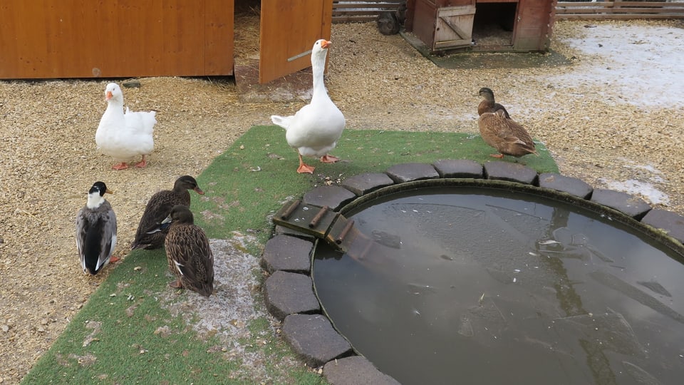 2 Gänse und 4 Enten stehen neben einem Teich