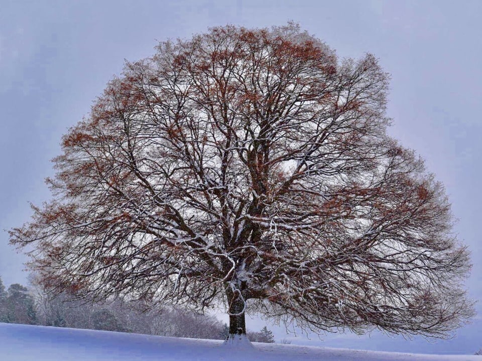Ein eingeschneiter Baum.