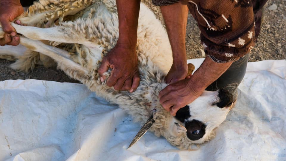 Ein Schaf wird zu Boden gedrückt, ein Messer an seine Kehle gehalten.