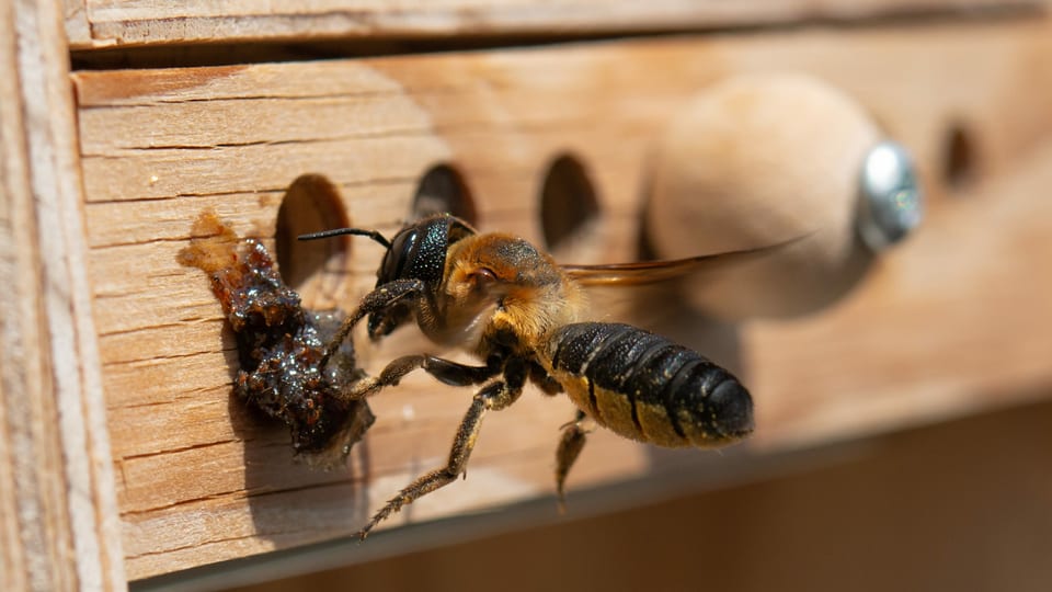 Asiatische Mörtelbiene bei einem Bienenhäuschen. 
