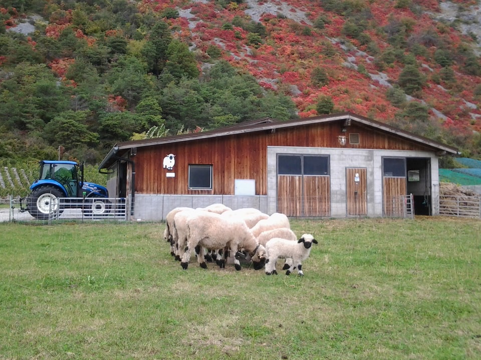 Schafe vor einem Stall.