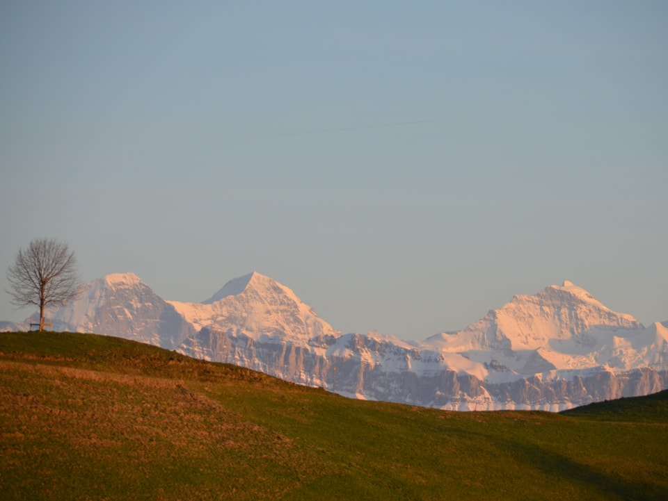 Im Vordergrund eine grüne Wiese in der Abendsonne. Am Horizont die weiss verschneiten Gipfel von Eiger, Mönch und Jungfrau.
