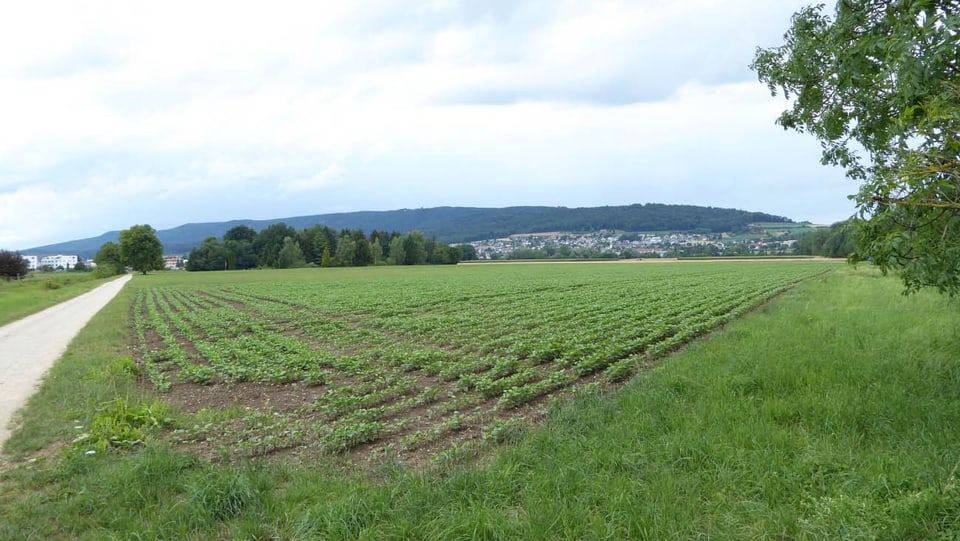 Eine Ackerfläche bei Regensdorf, auf der fruchtbarer Boden verwendet wird.
