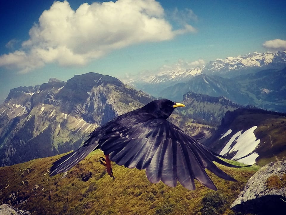Schwarzer Vogel fliegt in den Alpen bei schönem Wetter. 