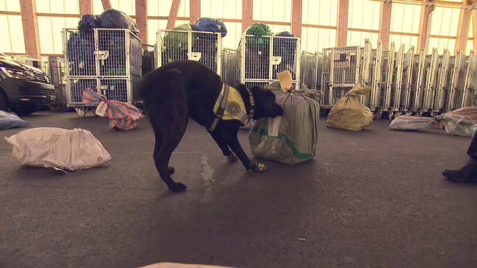 Spürhund Gino zeigt an mehreren Säcken an. 