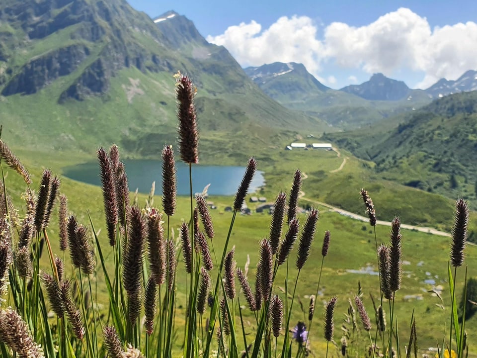 Blick zwischen Grashalmen hindurch auf eine Alp mit Bergsee.