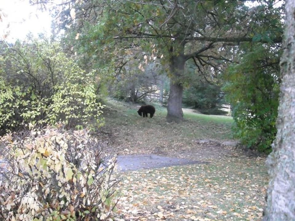 Wildlebender Bär unter Baum.