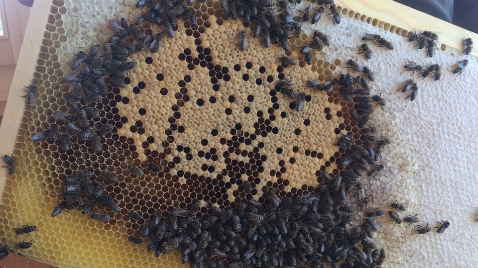 Bienenwabe in Holzrahmen mit Bienen drauf.